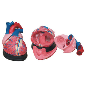 Big heart anatomy model 4 times